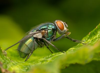 Insects and other interesting creations.