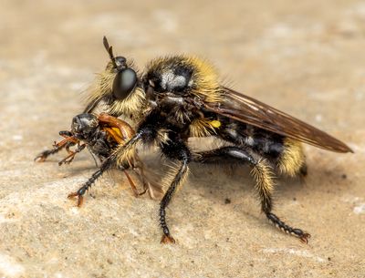 Insects and other interesting creations.