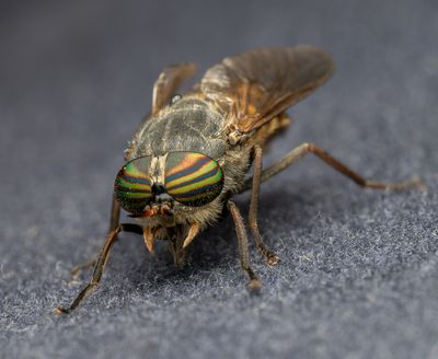 Insects and other interesting creations.