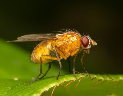 Insects and other interesting creations.