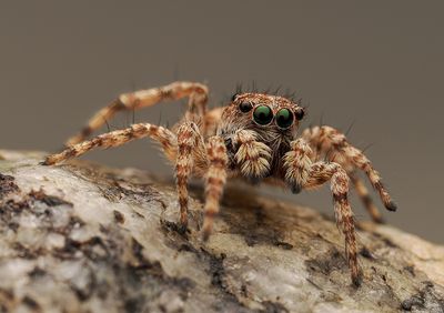 Insects and other interesting creations.