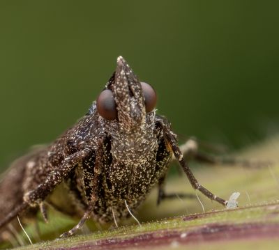 Insects and other interesting creations.