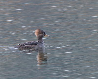 Birds of Canada and U.S.A.