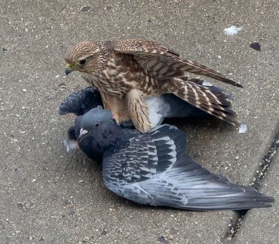 Birds of Canada and U.S.A.