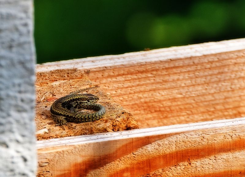Common wall lizard Podarcis muralis pozidna kučarica DSC_0148x19092024pb