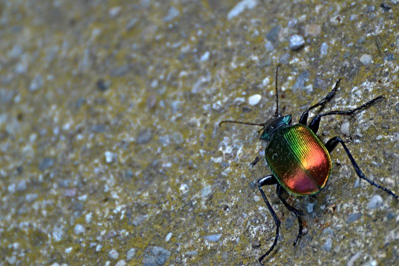  Carabus cancellatus bakreni kreič    DSC_0940-05062024pb