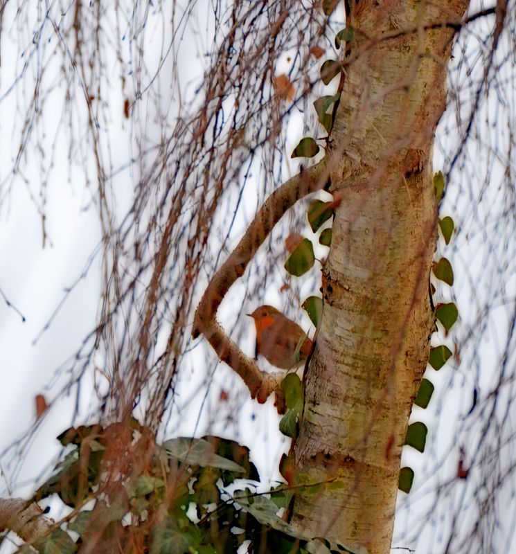 Robin Erithacus rubecula tačica  DSC_0097xxx14122024pb