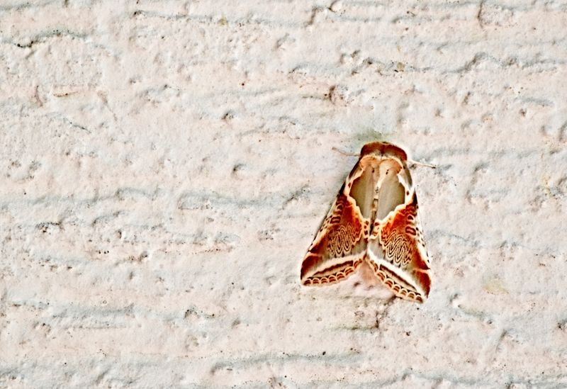 Moths  DSC_0212x23062025pb