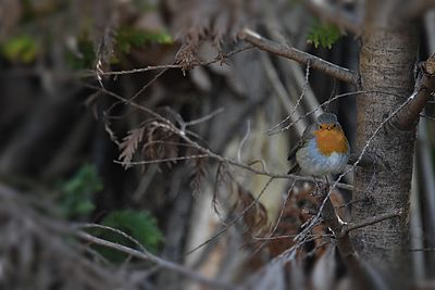 Robin Erithacus rubecula taščica DSC_0753xx08112022pb