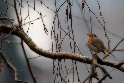 Robin Erithacus rubecula taščica DSC_0927x04012023pb