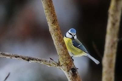 blue_tit_cyanistes_caeruleus__plavcek