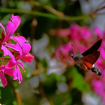 hummingbird_hawkmoth_velerilec_