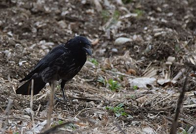  Corvus corone črna vrana   DSC_1836x10032023pb