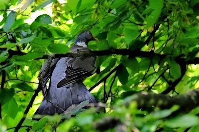 Columba palumbus grivar DXC_3603x0082023pb