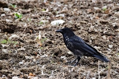  Corvus corone črna vrana    DSC_10032023pb