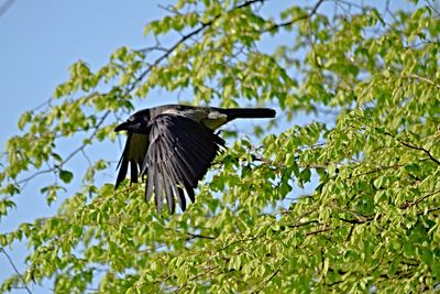 Hooded crow  siva  vrana  DSC_2359x25022023pb