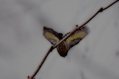 carduelis_carduelis_liscek