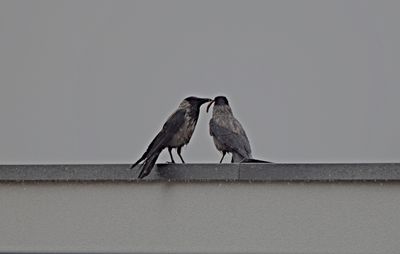 Hooded crow  siva  vrana  DSC_2237x13042023pb