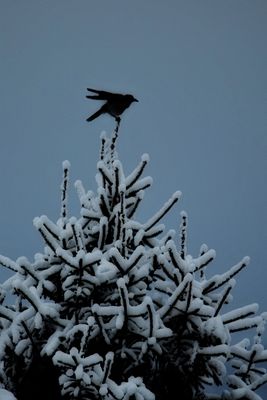 Winter  DSC_1662826022023pb