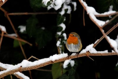 Robin Erithacus rubecula taščica DSC_ 1223x28012023pb