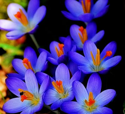 Crocus vernus  spomladanski afran   DSC_0004x13022024pb