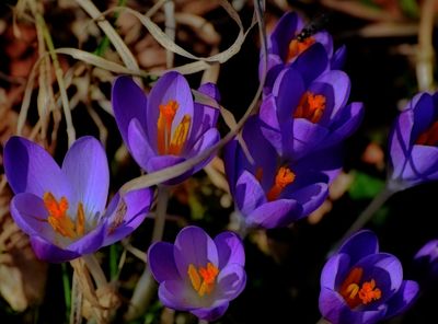 Crocus vernus  spomladanski afran   DSC_0047xx13022024pb