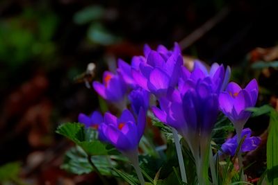 Crocus vernus  spomladanski afran   DSC_0069xx14022024pb
