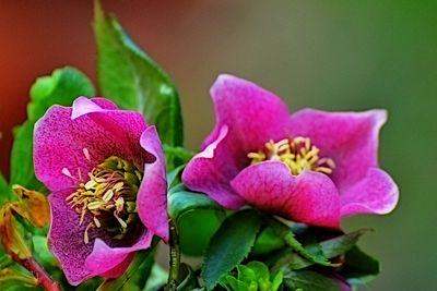 helleborus_orientalis_vzhodni_teloh