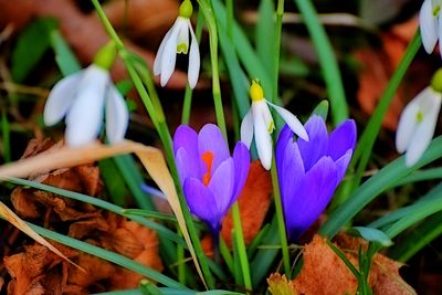 Spring  DSC_008324022024pb
