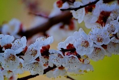 flowers_plants