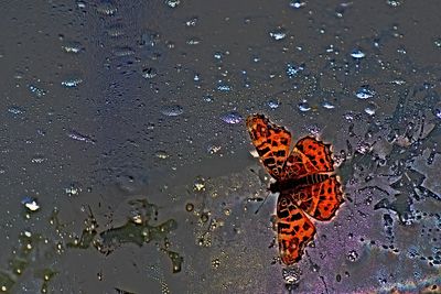 butterflies_moths