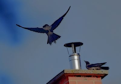 Hooded crow  siva  vrana  DSC_5448x27062021pb