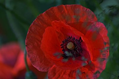 Papaver rhoeas poljski mak DSC_7011x25042024ppb