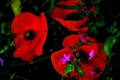Papaver rhoeas poljski mak DSC_814x27052024pb
