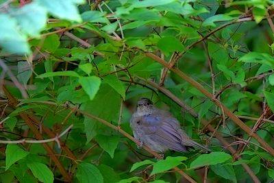 sylvia_atricapilla_eurasian_black_cap__rnoglavka