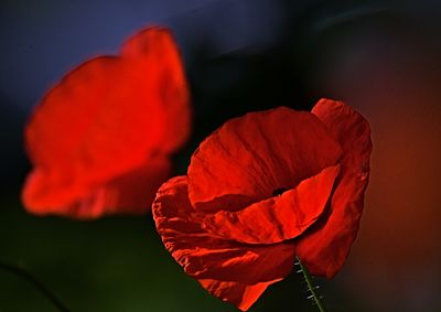 Papaver rhoeas poljski mak DSC_0752x25042024pb
