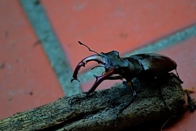   Lucanus cervus  rogač   DSC_29052024pb