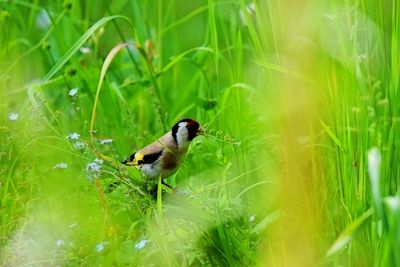 carduelis_carduelis_liscek