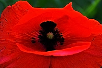 macro_poppypapaver_rhoeas_poljski_mak
