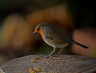Robin Erithacus rubecula taščica DSC_0702xx30012024pb