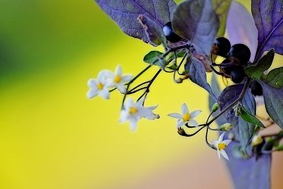 Solanum nigrum)  pasje zelišče DSC_0214x07112024pb
