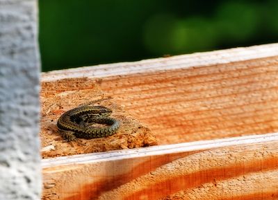 reptiles_snakes
