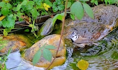parus_cristatus__copasta_sinica_