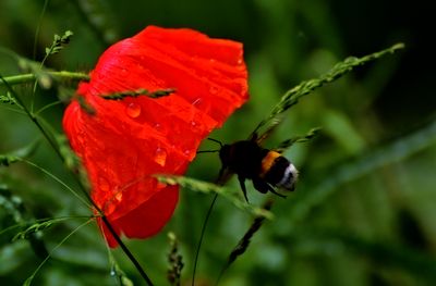 Papaver rhoeas poljski mak