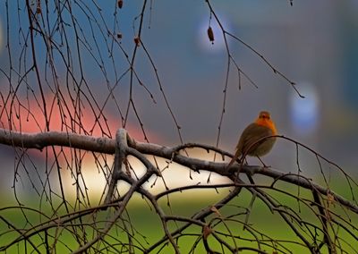 Robin Erithacus rubecula taščica DSC_0120x14122024pb