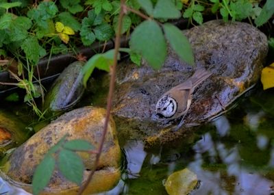 water_and_birds_ptice_in_voda