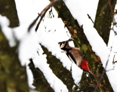dendrocopos_major_veliki_detel