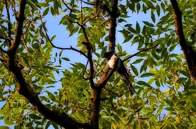 Hooded crow  siva  vrana  DSC_0110x040920240b