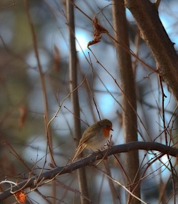 Robin Erithacus rubecula taščica DSC_0158x13012024pb