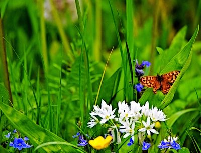 meadows